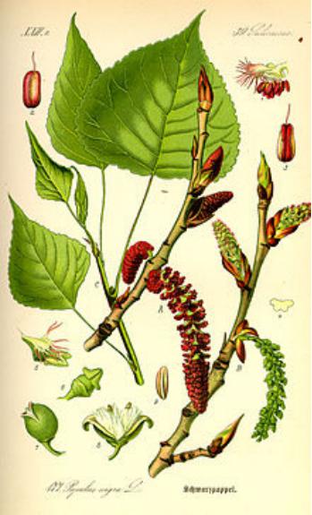 peuplier-Image2
