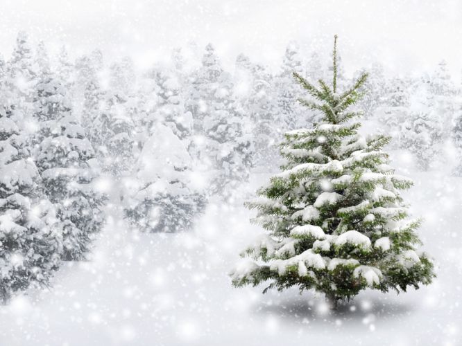 Sapin de Noël naturel ou artificiel, lequel est le plus vert ...