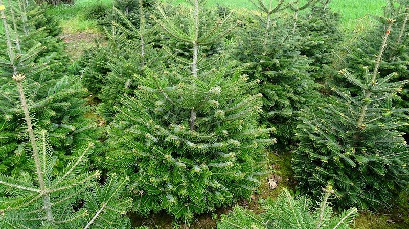 Sapins de Noël : la star, c'est le "Nordmann" qui ne perd pas ses ...