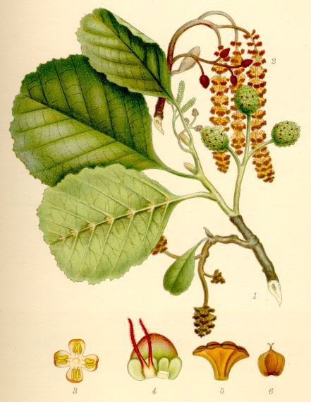 Alnus glutinosa — Wikipédia