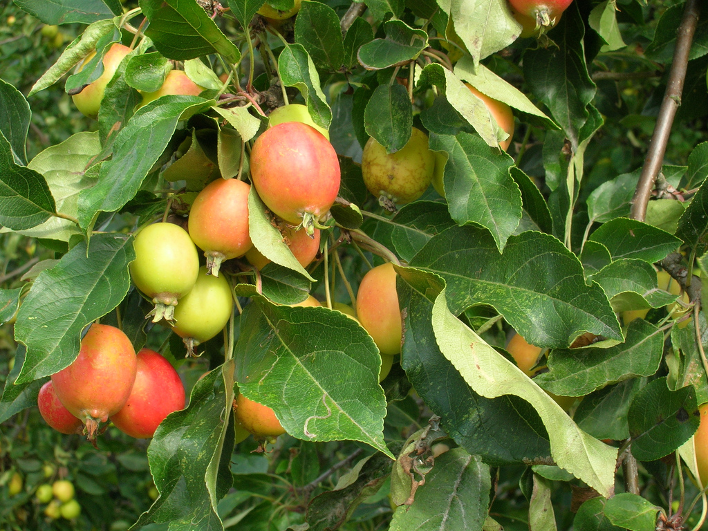 Pommier sauvage : planter et entretenir – Ooreka