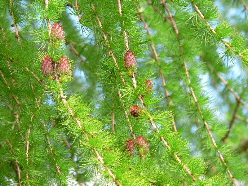 Mélèze d'Europe (Larix decidua)
