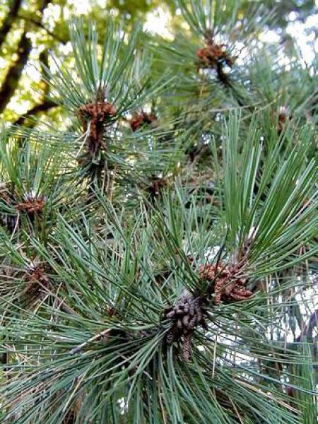 Pin noir d'Autriche - Pinus nigra - Le Jardin du Pic Vert