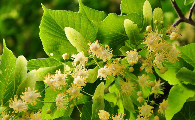 https://www.pepinieres4champs.fr/wp-content/uploads/2022/04/tilleul-fleurs-165038.jpg